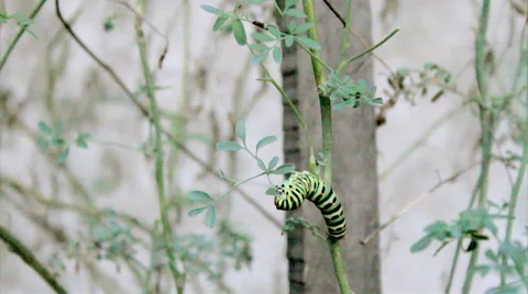 Papilio machaon TimeLapse-A Stock Footage 43454305