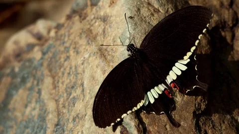 Papilio polytes common Mormon butterfly on rock in Himalayan forest Stock Footage 342978076