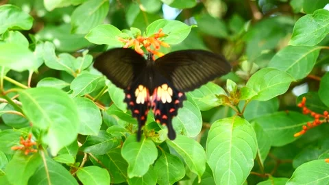 Papilio polytes or Common Mormon butterfly flying Stock Footage 197938695