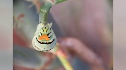 Papilion macaon Stock Footage 119007303