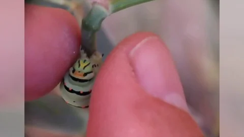 Papilion macaon Stock Footage 119007318