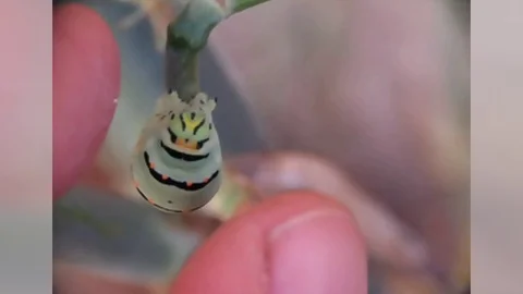 Papilion macaon Stock Footage 119007366