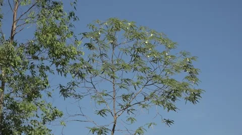 Papilionaceae tree from thailand Video stock 46851220