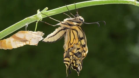 Papillion machaon 스톡 동영상 107413540