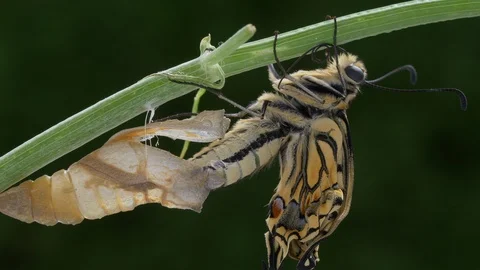 Papillion machaon 스톡 동영상 107458090
