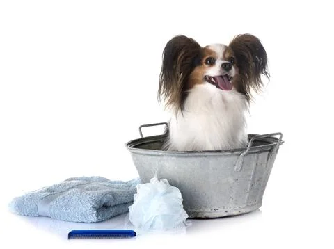Papillon and bath Фото