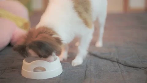 Papillon dog Stock Footage 159652788