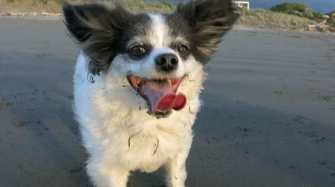 Panting M Stock Videos – Royalty-Free HD & 4K Videos | Page 3 - Panting Dog On A Friday Night