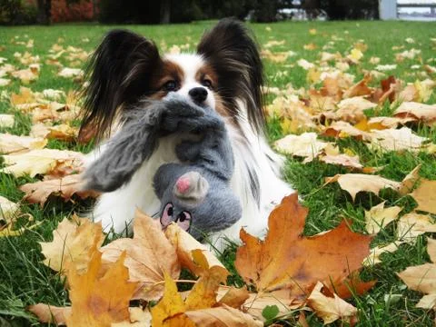 Papillon dog Photos