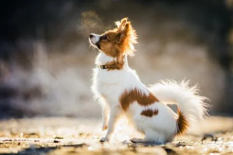 Papillon dog portrait 写真素材