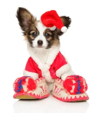 Papillon dog puppy in Christmas hat on white Stock Photos