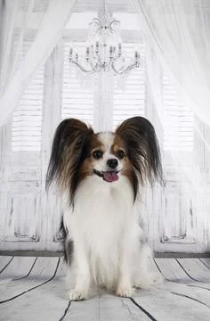 Papillon dog in studio Stock Photos