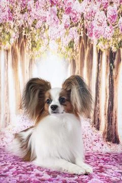 Papillon dog in studio Stock Photos