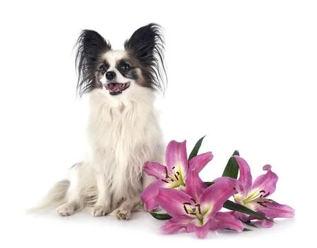 Papillon dog in studio Stock Photos