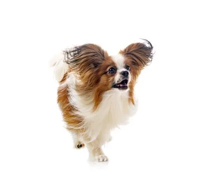 Papillon dog in studio Stock Photos