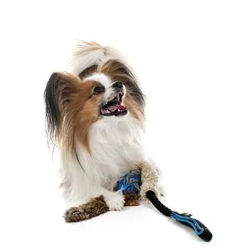 Papillon dog in studio Stock Photos