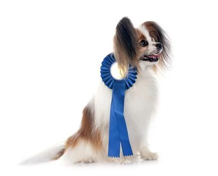 Papillon dog in studio Foto stock
