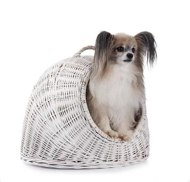 Papillon dog in studio Stock Photos