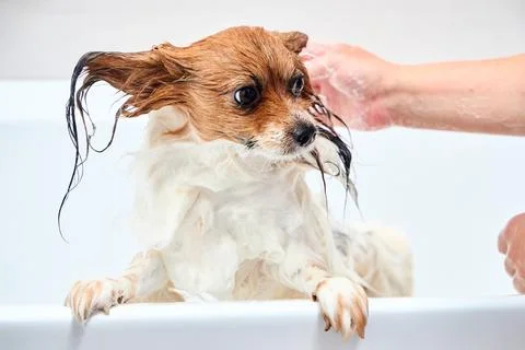 Papillon dog taking bath with soap foam in white bathtub. Cute small puppy ge Stock Photos