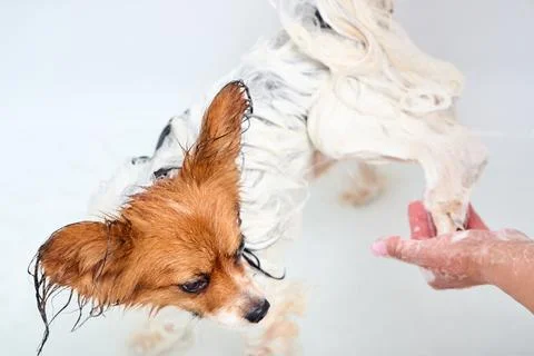 Papillon dog taking bath in tub. Owner hand washing soapy paw. Wet white brow Stockfoto's