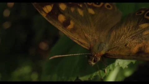 Papillon Stock Footage 281927282