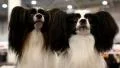 Papillon or Continental Toy Spaniel, is a breed of dog of Spaniel type HD Footage