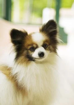Papillon Stock Photos