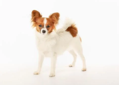 Papillon Stock Photos