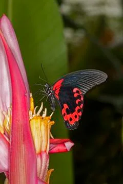 PAPILLON Stock Photos