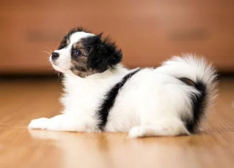 Papillon puppy lying on the floor Stock Photos