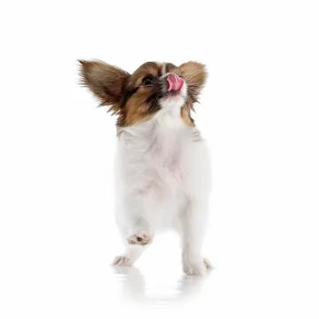Papillon puppy Stock-Fotos