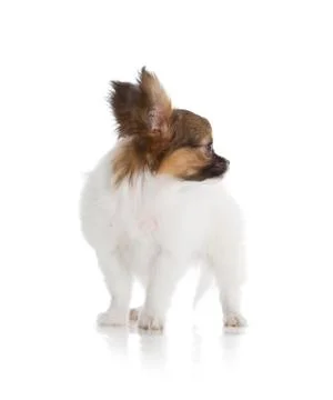 Papillon puppy Stock Photos