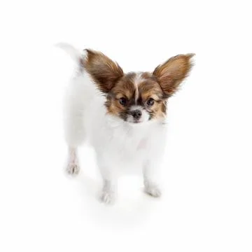 Papillon puppy Stock Photos