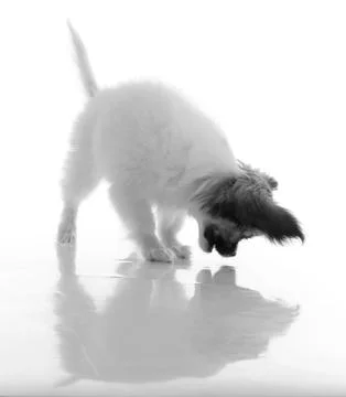 Papillon puppy Stock Photos