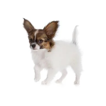 Papillon puppy Stock Photos