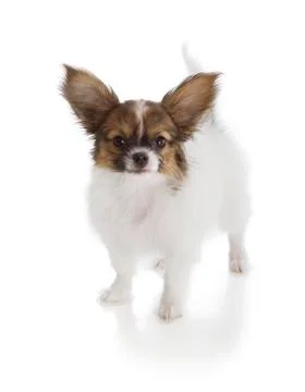 Papillon puppy Stock Photos