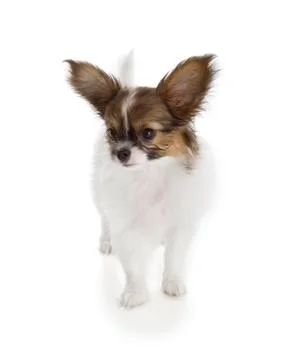 Papillon puppy Stock Photos