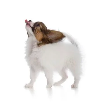 Papillon puppy Stock Photos