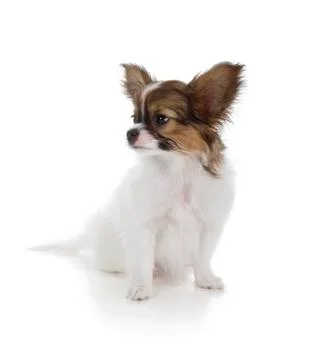 Papillon puppy Stock Photos