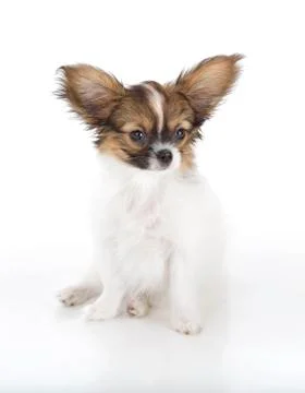 Papillon puppy Stock Photos
