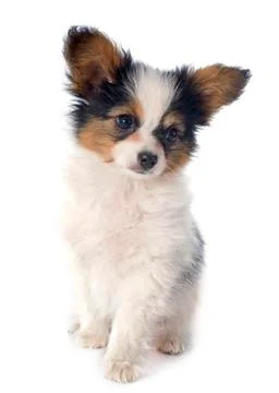 Papillon puppy Stock Photos
