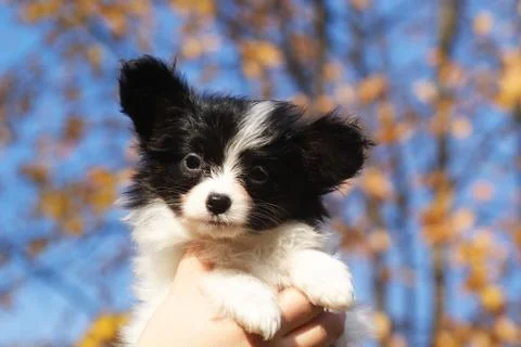 Papillon puppy Photos
