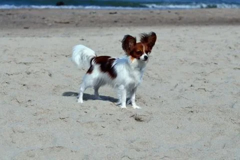 Papillon sunning at the beach Stock Photos