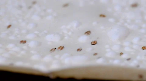 Pappadom cooking Stock Footage 38902454