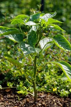 Papper plant Stock Photos