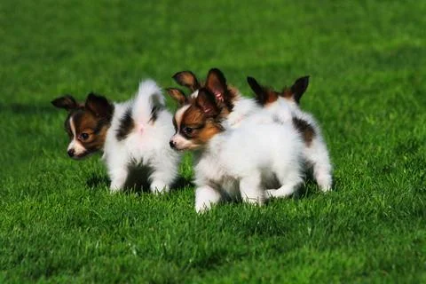 Pappilon pupies in the grass Stock Photos