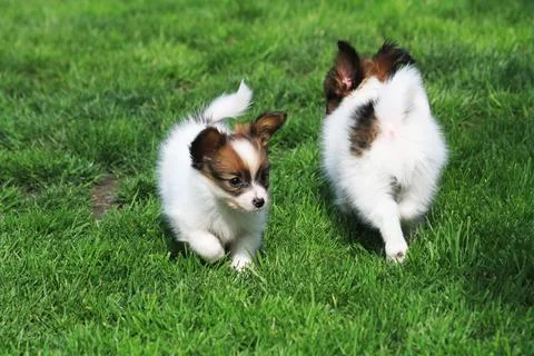 Pappilon pupies in the grass Stock Photos