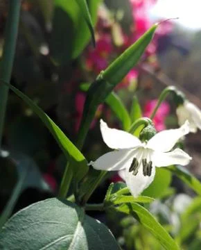 Paprica in bloom Foto stock