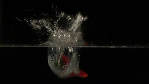 Paprika falling into water in slow motion Stock Footage 88788175