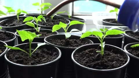 Paprika, Pepper Plants in Pots on Window. Watering process. 4K UltraHD, UHD Stock Footage 49136307